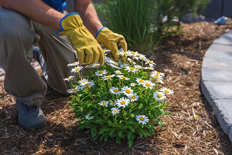 team member working on maintaining flower beds